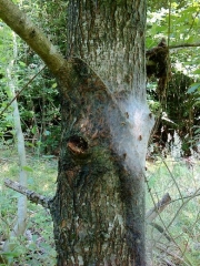 Le nid de nymphose de processionnaire du chêne sur le tronc ou les grosses charpentières.
Photo Christophe Bailly INRA Nancy-Lorraine