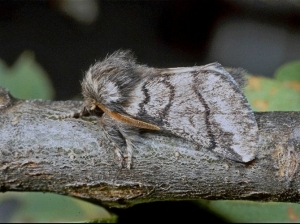 Photo d'un papillon mâle de processionnaire du chêne où l'on peut distinguer ses longues antennes en forme de plumeau et ses ailes colorées contrairement à la femelle (photo: G. Demolin).