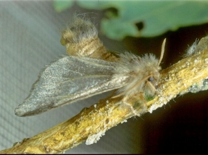 Photo d'un papillon femelle de processionnaire du chêne en position d'appel du mâle. Ses ailes n'ont pas de dessin et sont beaucoup plus claires contrairement au mâle (photo : G. Demolin).