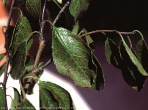 Coloration "bronzée" d'une feuille de prunier, symptomatique de la présence de phytoptes