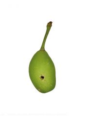 L'hoplocampe est surnommé "ver du cordonnier" : la perforation de la larve pour pénétrer dans le jeune fruit est parfaitement circulaire, tel le poinçon du cordonnier.