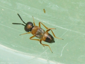 <em>Ericydnus sipylus</em> hyménoptère Encyrtidae (forme microptère), pond dans les larves de cochenilles farineuses (Pseudococcidae).