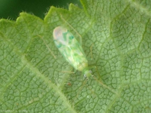 <b><i>Malacocoris chlorizans</i></b> (delicate apple capsid) est une petite punaise (3-4 mm) Miridae, présente sur les feuillus et particulièrement sur le noisetier. Cette punaise aux ailes tachetées de vert se nourrit d'acariens, de pucerons et de cicadelles. 