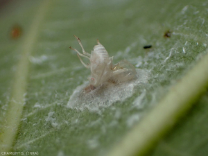 Cocon de <b><em>Neodryinus typhlocybae</em></b>, on note le reste blanc de la larve de <b><em>Metcalfa pruinosa</em></b> parasitée par l'hyménoptère.
