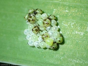 Eclosion d'oeufs de punaises. Les oeufs sont pondus sur la végétation ou sur le sol. Les larves ont souvent le même régime alimentaire que les adultes.