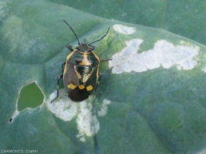 La punaise potagère, <b><em>Eurydema oleracea</em></b> surtout inféodées aux crucifères, est une punaise pouvant s'attaquer aux feuilles de la vigne.