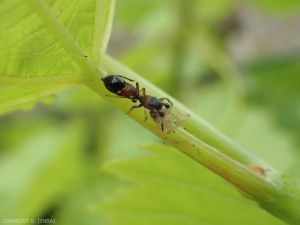 Salticidae du genre <em>Leptorchestes</em> ayant attrapé une cicadelle. Les araignées de ce genre ressemblent à des fourmis.