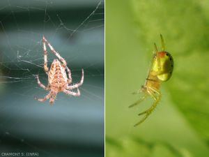 Deux espèces de la famille des Araneidae, tisseuses de toiles : <em>Araneus diadematus</em> à gauche et <em>Araniella cucurbitina</em> à droite de la photo, reconnaissable à son abodomen vert cru taché de rouge à l'extrémité.