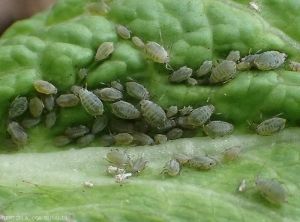 <i><b>Lipaphis erysimi</i></b>