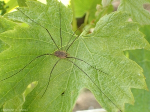 Opilion en chasse au vignoble