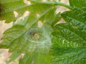 Araignée de la famille des Gnaphosidae, les membres de cette famille chassent la nuit et se tiennent pendant la journée dans un cocon de soie.