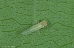 Adulte de la cicadelle <em>Empoasca vitis</em>, responsable de la grillure de la vigne. <strong>Petite cicadelle verte</strong>