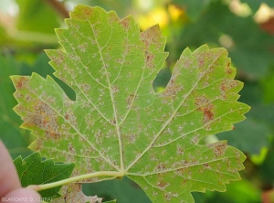Mildiou mosaïque sur face inférieure de feuille de vigne : les nombreuses et petites lésions souvent délimitées par les nervuressont recouvertes d'une sporulation blanchâtre.   <i><b>Plasmopara viticola</b></i> (Mildiou)