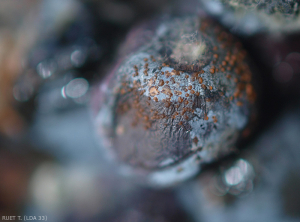 Baie de raisin entièrement pourrie révélant la présence d'acervules fructifiées et donc colorées. <i>Colletotrichum</i> sp. (ripe rot)