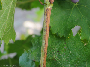 Aoûtement sectoriel d'un rameau de vigne. (<b>flavescence dorée</b>)