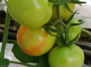 Décoloration sur fruits de tomate, <b>Virus des fruits bruns et rugueux de la tomate</b> (<i>Tomato brown rugose fruit virus</i>,   ToBRFV), Pascal GENTIT (ANSES)