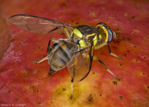 Femelle de Bactrocera Dorsalis