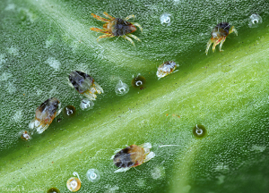 <i>Oligonychus mangiferus</i> symptomes sur feuilles