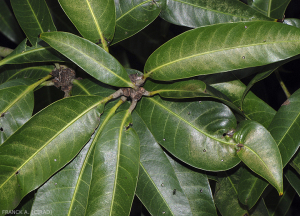 <i>Oligonychus mangiferus</i> sur feuilles