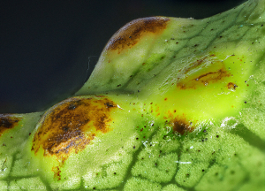 Galles cécidomyies des feuilles manguier