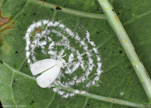 Aleurodicus dispersus femmelle et ponte