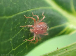 Les Anystidae sont des acariens à allure de crabe ressemblant à une petite araignée et qui se déplacent très rapidement à la surface des végétaux où ils cherchent leurs proies.