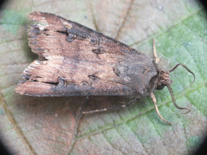 agrotis ipsilon