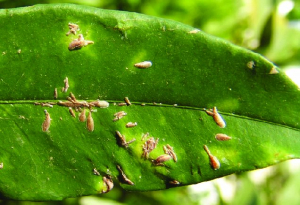 <i>Lepidosaphes beckii</i> sur feuille d'agrume.
<br>Crédit photo : George Stathas, In Stathas, G. J., Kartsonas, E. D., Darras, A. I., & Skouras, P. J. (2021). Scale insect species (Hemiptera: Coccomorpha) and their natural enemies, recorded on agricultural, ornamental and forest plant species in the wider area of Messenian Province (Peloponnese, Greece), 2000–2020. Hellenic Plant Protection Journal, 14(2), 47-64., sous licence Creative Commons Attribution 4.0 International (CC BY 4.0).