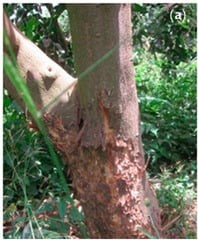 Dégâts de Psorose sur tronc.
<br> Crédit photo : Belabess Z, Sagouti T, Rhallabi N, Tahiri A, Massart S, Tahzima R, Lahlali R, Jijakli MH. Citrus Psorosis Virus: Current Insights on a Still Poorly Understood Ophiovirus. Microorganisms. 2020; 8:1197, sous licence Creative Commons Attribution 4.0 International (CC BY 4.0).