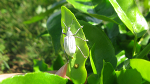 Diaprepes abbreviatus 