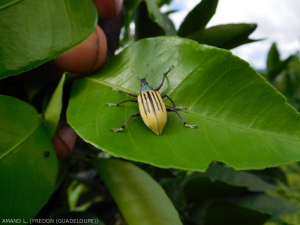 Diaprepes abbreviatus