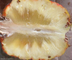 Brunissement interne de l'ananas