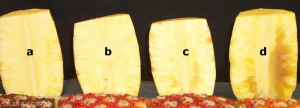 Brunissement interne de l'ananas (échelle)