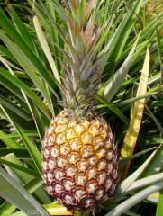 Coup de soleil de l'ananas (1)