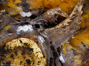 Colonie de Dysmicoccus brevipes sur Ananas 