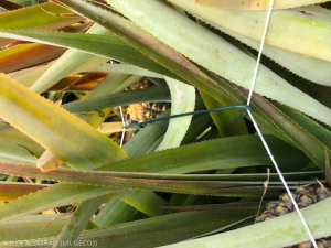 Protection aux coups de soleil