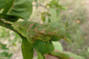 Scab sur feuilles d'agrumes