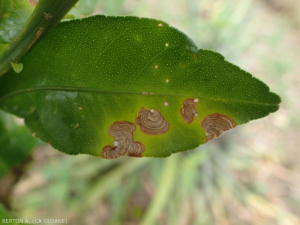 Corticium (Areolate leaf spot of citrus) 2