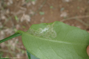 Mineuse des agrumes (Phyllocnistis citrella)1