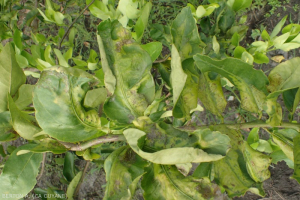 Mineuse des agrumes (Phyllocnistis citrella) 5