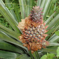 Afin de connaitre la raison de la gommose on pourra vérifier la présence éventuelle de larve d’insecte ou de pourriture à l’intérieur du fruit.