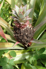 Ananas Cochenille farineuse de l'ananas