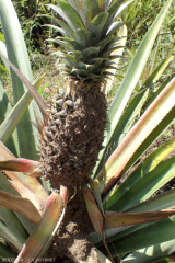 Fourmilière sur le plant d'ananas.