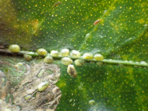  Cochenilles coccus viridis sur feuille d'agrumes