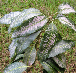 Dégats du thrips <i>Selenothrips rubrocinctus</i> sur feuilles de manguier.
<br>Crédit photo : Scot Nelson, CC0 1.0 universel (CC0 1.0) Transfert dans le Domaine Public.