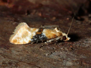 Papillon de cochylis, <em><b>Eupoecilia ambiguella</b></em>, tordeuse de la vigne. (Photo de M. Ehrhardt, insecte.org)