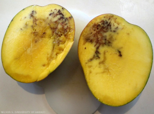 mouche des fruits mangue
