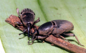 Charançons <i>Cosmopolites sordidus</i> adultes.
<br>Crédit photo : Scot Nelson, CC0 1.0 universel (CC0 1.0) Transfert dans le Domaine Public.