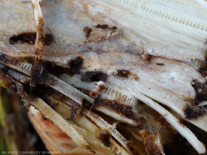 Dommages causés par l'alimentation des larves de <i>Cosmopolites sordidus</i> sur le pseudotronc d'un bananier.
<br>Crédit photo : Scot Nelson, CC0 1.0 universel (CC0 1.0) Transfert dans le Domaine Public.