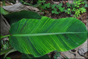 BSV striure sur feuilles 